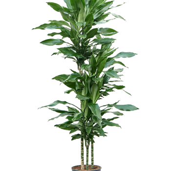 Dracaena fragrans 'Burundii' Dracaena fragrans 'Burundii'