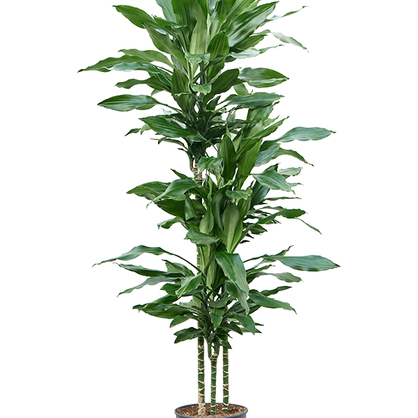 Dracaena fragrans 'Burundii'