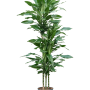 Dracaena fragrans 'Burundii'