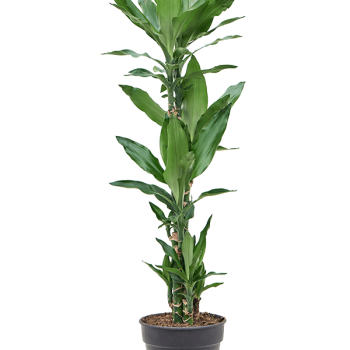 Dracaena fragrans 'Burundii' Dracaena fragrans 'Burundii'