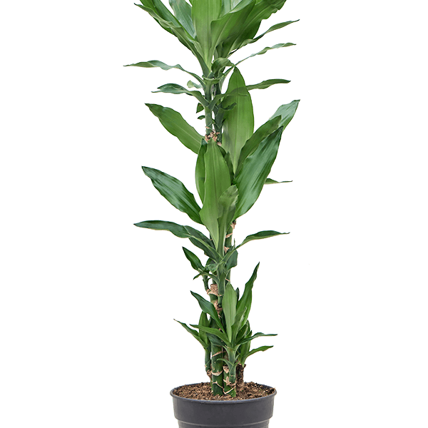 Dracaena fragrans 'Burundii'