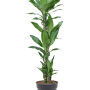 Dracaena fragrans 'Burundii'