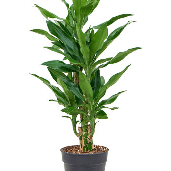Dracaena fragrans 'Burundii' Dracaena fragrans 'Burundii'
