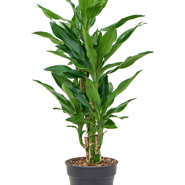 Dracaena fragrans 'Burundii'