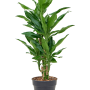 Dracaena fragrans 'Burundii'