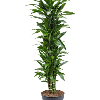 Dracaena fragrans 'Janet Lind' Dracaena fragrans 'Janet Lind'