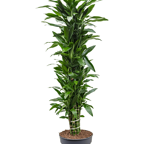 Dracaena fragrans 'Janet Lind'