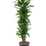 Dracaena fragrans 'Janet Lind'