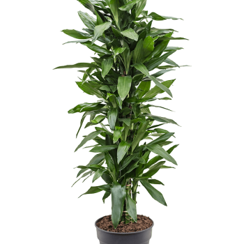 Dracaena fragrans 'Janet Lind' Dracaena fragrans 'Janet Lind'