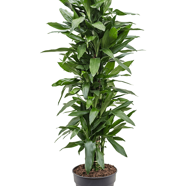 Dracaena fragrans 'Janet Lind'