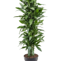 Dracaena fragrans 'Janet Lind'