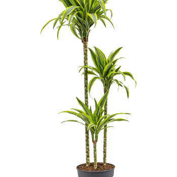 Dracaena fragrans 'Lemon Lime'