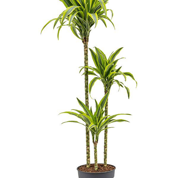 Dracaena fragrans 'Lemon Lime'