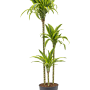 Dracaena fragrans 'Lemon Lime'