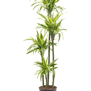 Dracaena fragrans 'Lemon Lime'