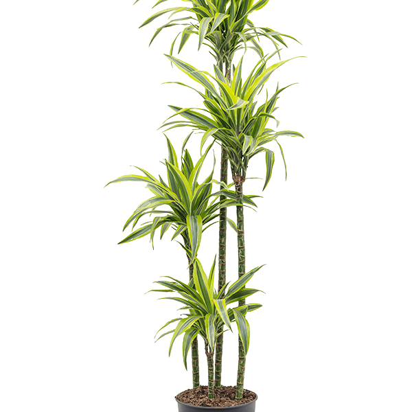 Dracaena fragrans 'Lemon Lime'