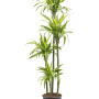 Dracaena fragrans 'Lemon Lime'