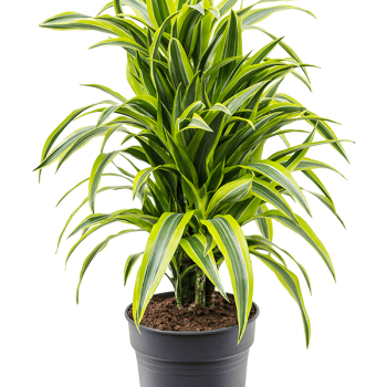 Dracaena fragrans 'Lemon Lime'