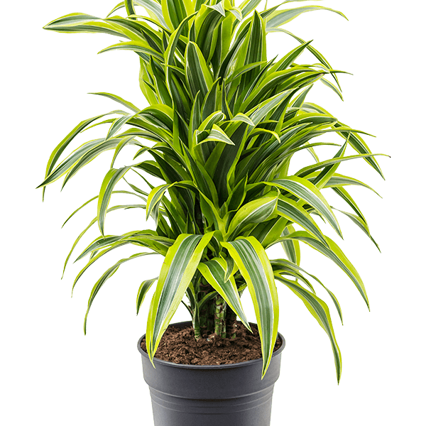 Dracaena fragrans 'Lemon Lime'