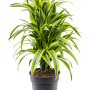Dracaena fragrans 'Lemon Lime'