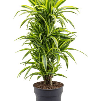 Dracaena fragrans 'Lemon Lime'