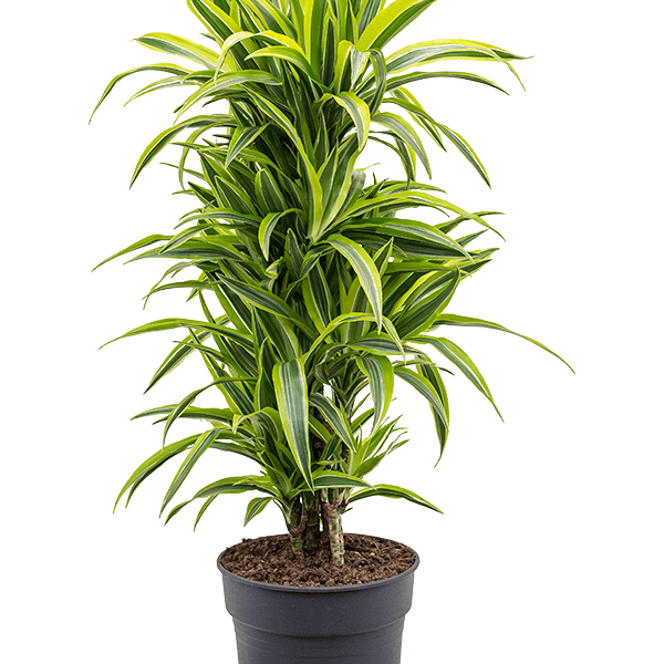 Dracaena fragrans 'Lemon Lime'