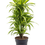 Dracaena fragrans 'Lemon Lime'
