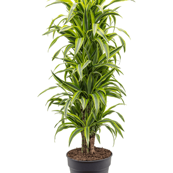 Dracaena fragrans 'Lemon Lime'
