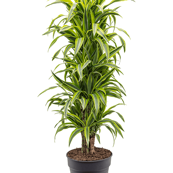 Dracaena fragrans 'Lemon Lime'