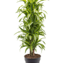 Dracaena fragrans 'Lemon Lime'