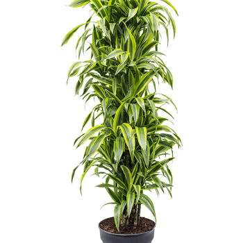 Dracaena fragrans 'Lemon Lime'