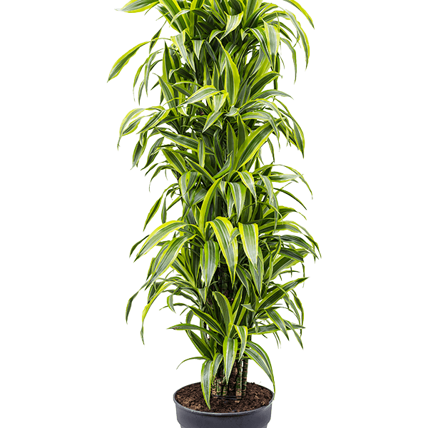 Dracaena fragrans 'Lemon Lime'