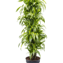 Dracaena fragrans 'Lemon Lime'