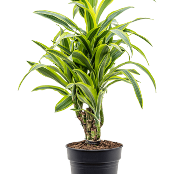 Dracaena fragrans 'Lemon Lime'