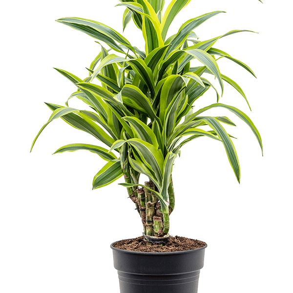 Dracaena fragrans 'Lemon Lime'