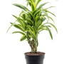 Dracaena fragrans 'Lemon Lime'