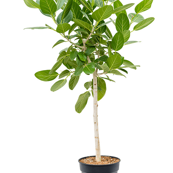 Ficus benghalensis 'Audrey'