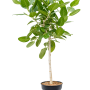 Ficus benghalensis 'Audrey'