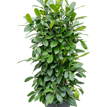 Ficus cyathistipula