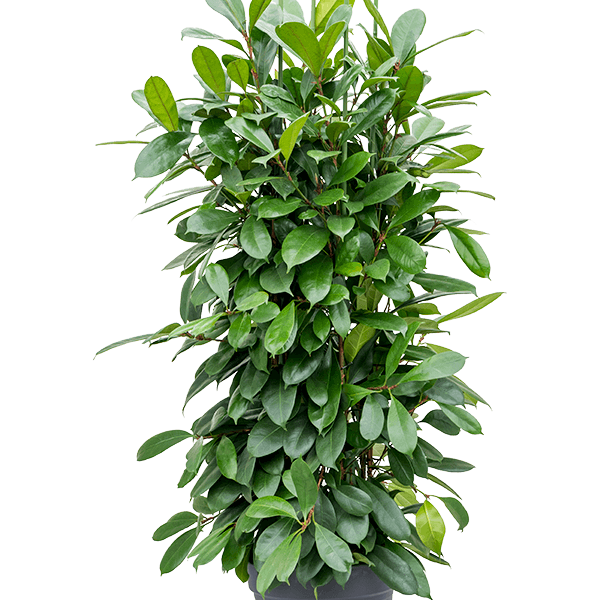 Ficus cyathistipula