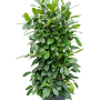 Ficus cyathistipula