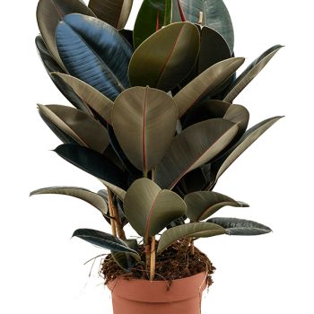 Ficus elastica 'Abidjan'