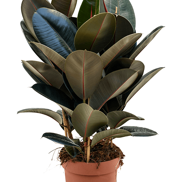 Ficus elastica 'Abidjan'