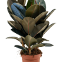 Ficus elastica 'Abidjan'
