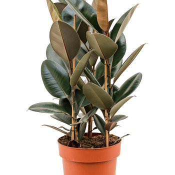 Ficus elastica 'Abidjan'