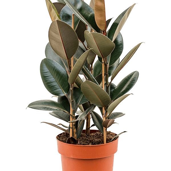 Ficus elastica 'Abidjan'