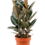 Ficus elastica 'Abidjan'