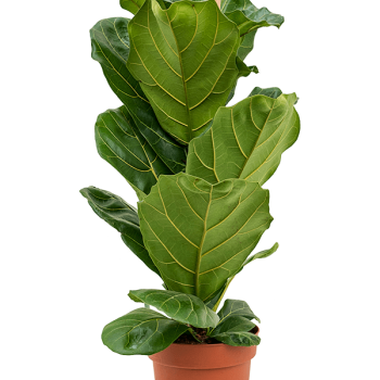 Ficus lyrata