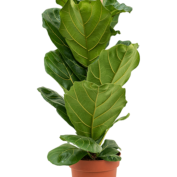 Ficus lyrata