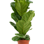 Ficus lyrata